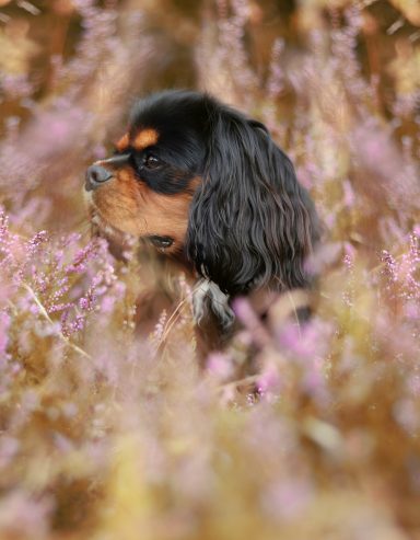 Cavalier King Charles Spaniel